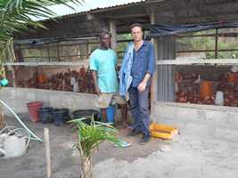 poules pondeuses