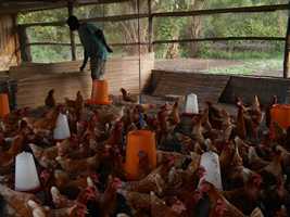 poules pondeuses