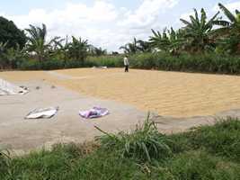 séchage du riz au Togo