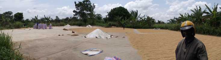 séchage du riz au Togo